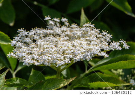 Blooming Sambucus nigra showcasing clusters of white flowers in a lush green environment during late spring 136480112