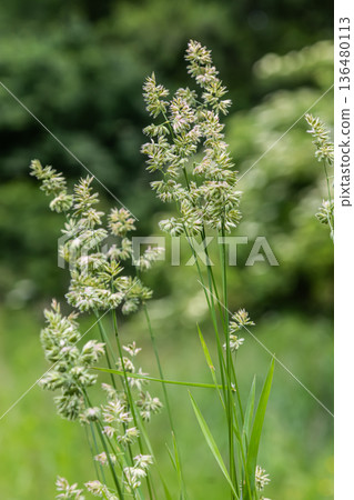 Dense clusters of Dactylis glomerata showcase the beauty of orchard grass in a lush green field during a sunny afternoon in early summer 136480113