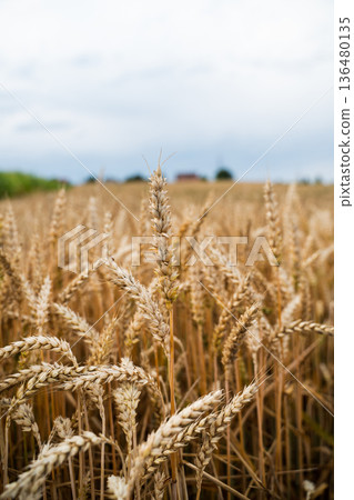 Golden wheat field showing abundance and natural beauty, representing agriculture, food production, harvest season, and sustainable farming practices under a cloudy sky Golden wheat field showing abundance and natural beauty, representing agriculture, food production, harvest season, and sustainable farming practices under a cloudy sky 136480135