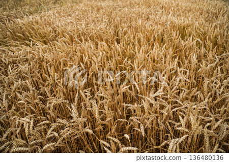 Wheat stalks with golden grain filling an agricultural field, representing the essential elements of farming, harvest, food production, and sustainable rural development Wheat stalks with golden grain filling an agricultural field, representing the essential elements of farming, harvest, food production, and sustainable rural development 136480136