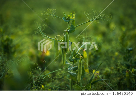 Pea plant with ripening green pods in a sunlit field, close-up showing vibrant growth and abundance in organic farming, fresh homegrown vegetables and harvest-ready produce Pea plant with ripening green pods in a sunlit field, close-up showing vibrant growth and abundance in organic farming, fresh homegrown vegetables and harvest-ready produce 136480140