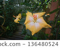 The yellow hibiscus is the state flower of Hawaii 136480524