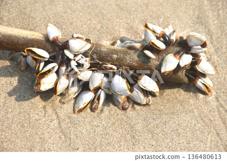 goose barnacles shellfish clinging piece of wood on beach at Khai Chet Beach travel location in Thailand 136480613