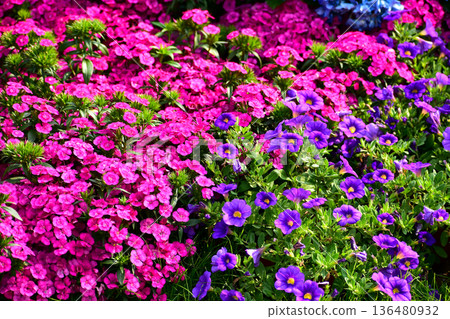 Close up of the sea of flowers in the garden. Colorful flowers blooming background. Nature and flower background. Flower and plant. Close up of the sea of flowers in the garden. Colorful flowers blooming background. Nature and flower background. Flower and plant. 136480932