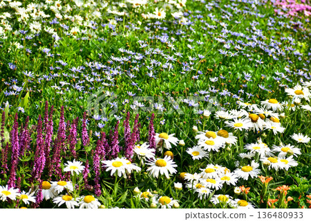 Close up of the sea of flowers in the garden. Colorful flowers blooming background. Nature and flower background. Flower and plant. 136480933