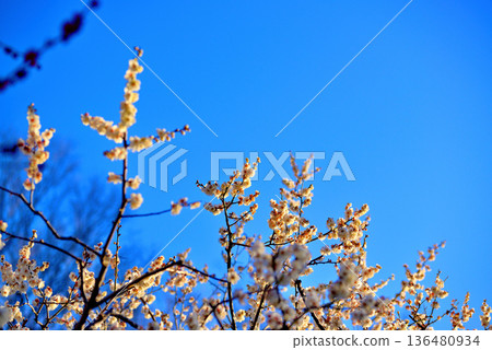 Beautiful plum blossoms in Yoyogi Park 136480934
