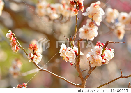 代代木公園裡美麗的梅花 代代木公園裡美麗的梅花 136480935