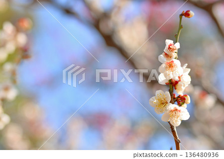 Beautiful plum blossoms in Yoyogi Park Beautiful plum blossoms in Yoyogi Park 136480936