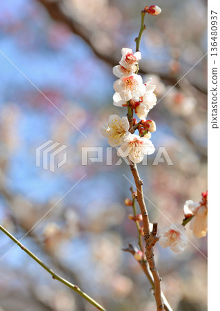 代代木公園裡美麗的梅花 136480937