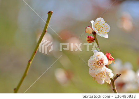 代代木公園裡美麗的梅花 代代木公園裡美麗的梅花 136480938