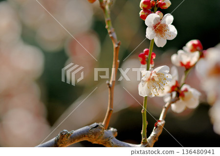 代代木公園裡美麗的梅花 代代木公園裡美麗的梅花 136480941
