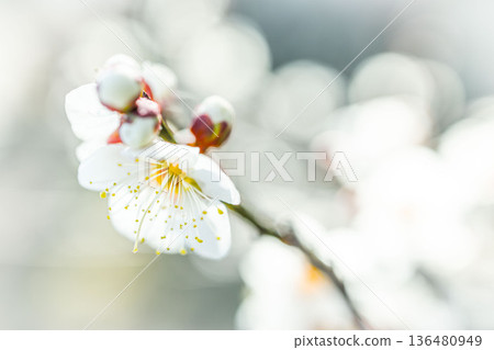 春天來了梅花 春天來了梅花 136480949