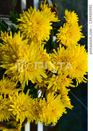 Close-up of yellow Chrysanthemum flowers in the garden. Flower and plant. For background, nature and flower background. 136480991