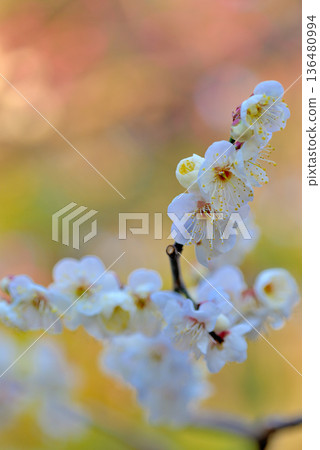 代代木公園裡美麗的梅花 代代木公園裡美麗的梅花 136480994
