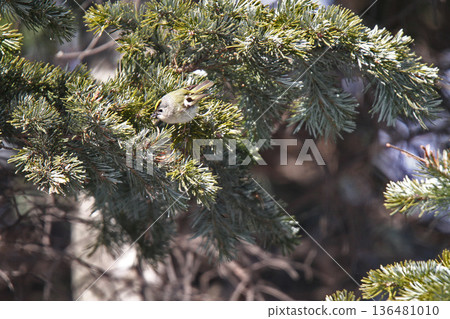 Golden-crowned Nighthawk (Regulus regulus), a wild bird of Hokkaido 136481010