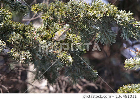 金冠夜鷹(Regulus regulus),北海道的一種野生鳥類 金冠夜鷹(Regulus regulus),北海道的一種野生鳥類 136481011