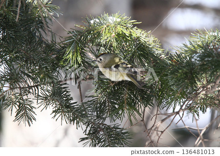 金冠夜鷹（Regulus regulus），北海道的一種野生鳥類 136481013
