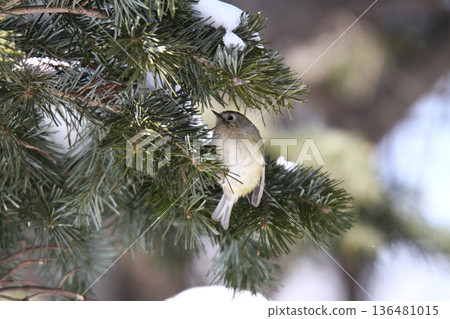 金冠夜鷹(Regulus regulus),北海道的一種野生鳥類 金冠夜鷹(Regulus regulus),北海道的一種野生鳥類 136481015
