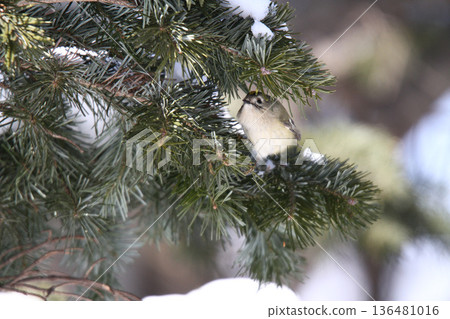金冠夜鷹(Regulus regulus),北海道的一種野生鳥類 金冠夜鷹(Regulus regulus),北海道的一種野生鳥類 136481016