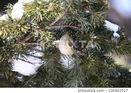 Golden-crowned Nighthawk (Regulus regulus), a wild bird of Hokkaido 136481017