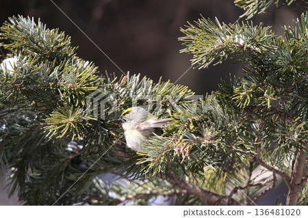 金冠夜鷹（Regulus regulus），北海道的一種野生鳥類 136481020