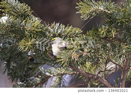 金冠夜鷹(Regulus regulus),北海道的一種野生鳥類 金冠夜鷹(Regulus regulus),北海道的一種野生鳥類 136481021