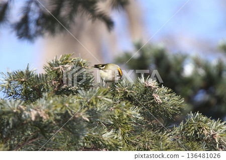 金冠夜鷹（Regulus regulus），北海道的一種野生鳥類 136481026