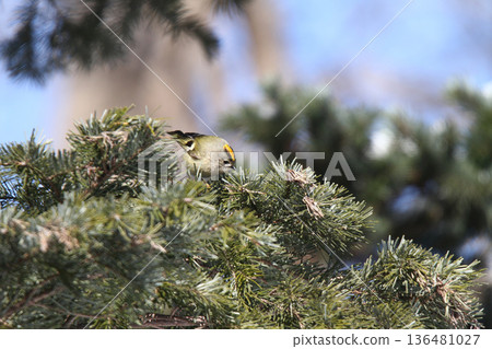 金冠夜鷹（Regulus regulus），北海道的一種野生鳥類 136481027