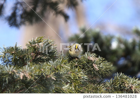 金冠夜鷹（Regulus regulus），北海道的一種野生鳥類 136481028
