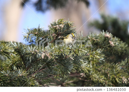 金冠夜鷹(Regulus regulus),北海道的一種野生鳥類 金冠夜鷹(Regulus regulus),北海道的一種野生鳥類 136481030