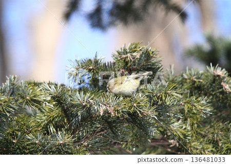 金冠夜鷹（Regulus regulus），北海道的一種野生鳥類 136481033