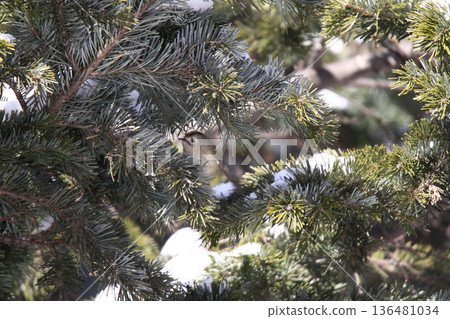 金冠夜鷹(Regulus regulus),北海道的一種野生鳥類 金冠夜鷹(Regulus regulus),北海道的一種野生鳥類 136481034