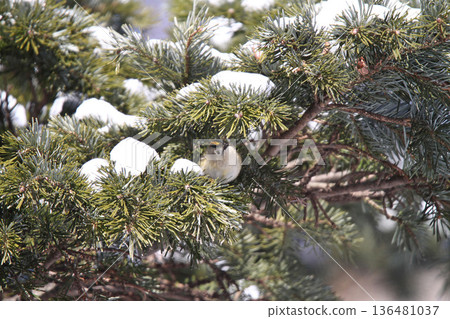 金冠夜鷹(Regulus regulus),北海道的一種野生鳥類 金冠夜鷹(Regulus regulus),北海道的一種野生鳥類 136481037