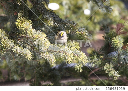 金冠夜鷹(Regulus regulus),北海道的一種野生鳥類 金冠夜鷹(Regulus regulus),北海道的一種野生鳥類 136481039