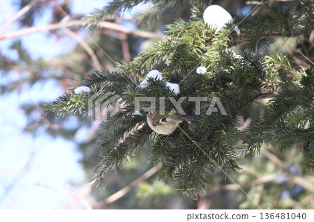 金冠夜鷹（Regulus regulus），北海道的一種野生鳥類 136481040