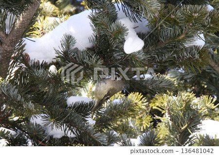金冠夜鷹(Regulus regulus),北海道的一種野生鳥類 金冠夜鷹(Regulus regulus),北海道的一種野生鳥類 136481042