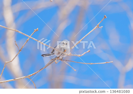 雪仙子，長尾山雀，北海道可愛的野生鳥類 136481080