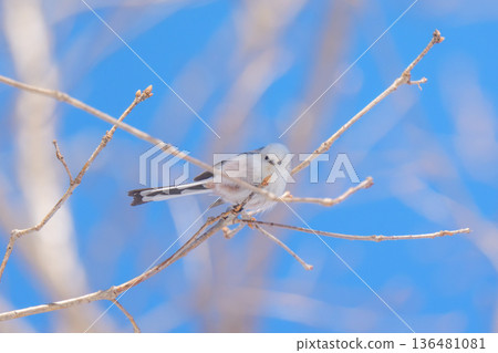 雪仙子，長尾山雀，北海道可愛的野生鳥類 136481081