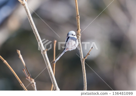 雪仙子,長尾山雀,北海道可愛的野生鳥類 雪仙子,長尾山雀,北海道可愛的野生鳥類 136481099