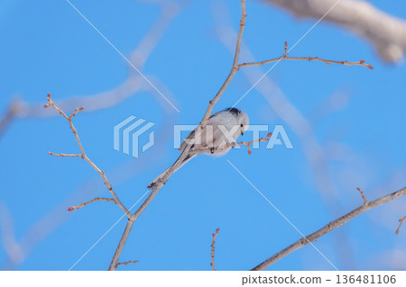 雪仙子，長尾山雀，北海道可愛的野生鳥類 136481106