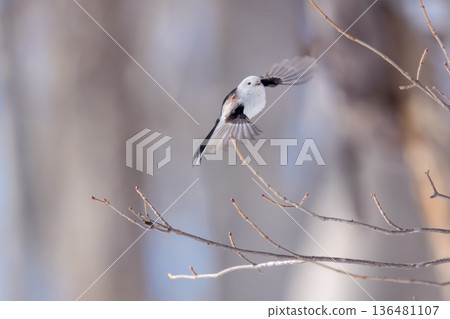 雪仙子,長尾山雀,北海道可愛的野生鳥類 雪仙子,長尾山雀,北海道可愛的野生鳥類 136481107