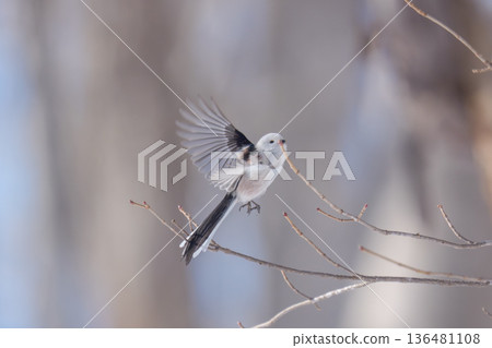 Snow Fairy, the Long-tailed Tit, a Cute Wild Bird of Hokkaido Snow Fairy, the Long-tailed Tit, a Cute Wild Bird of Hokkaido 136481108