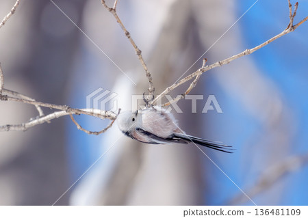 雪仙子，長尾山雀，北海道可愛的野生鳥類 136481109