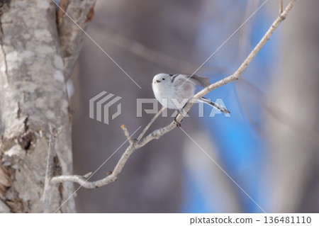 雪仙子,長尾山雀,北海道可愛的野生鳥類 雪仙子,長尾山雀,北海道可愛的野生鳥類 136481110