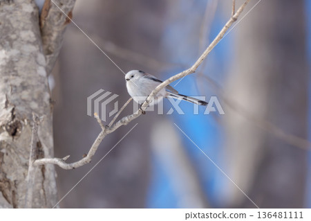 Snow Fairy, the Long-tailed Tit, a Cute Wild Bird of Hokkaido 136481111