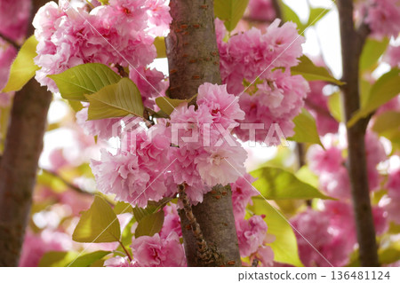 Pink Cherry Blossom Sakura Flowers in Bloom - Spring Floral Background 136481124
