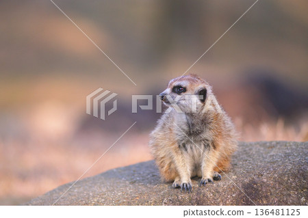 A meerkat climbs onto a rock and looks around before sunset 136481125
