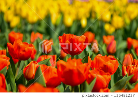 Close-up of orange tulips in the sea of tulips in daytime. Flower and plant. For background, nature and flower background. Close-up of orange tulips in the sea of tulips in daytime. Flower and plant. For background, nature and flower background. 136481237