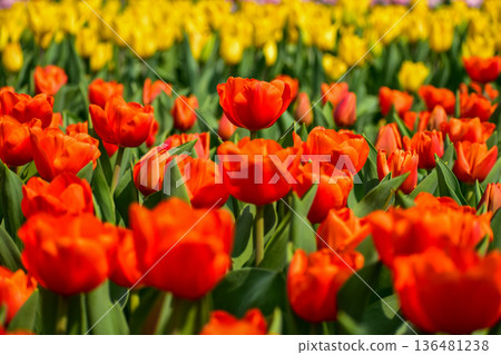 Close-up of orange tulips in the sea of tulips in daytime. Flower and plant. For background, nature and flower background. Close-up of orange tulips in the sea of tulips in daytime. Flower and plant. For background, nature and flower background. 136481238