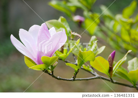 Pink Magnolia Flower in Bloom - Spring Nature Background Pink Magnolia Flower in Bloom - Spring Nature Background 136481331